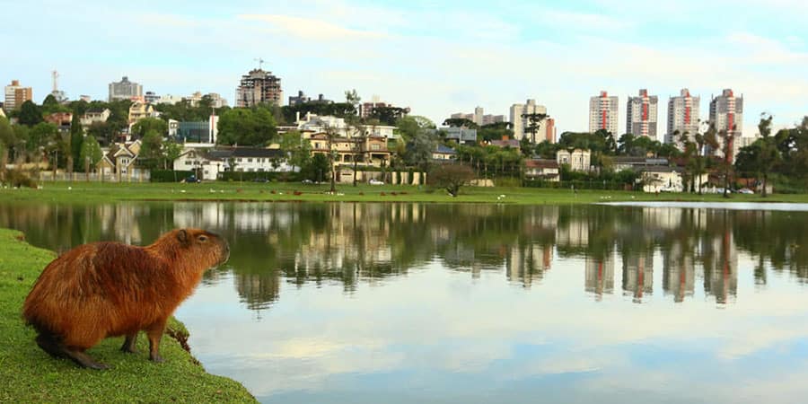 Parque Barigui (15 Minutos)